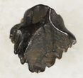 Pachycephalosaurus Tooth #20439-1